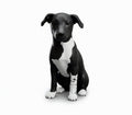 🐶 Pet Model - Boo! Customization